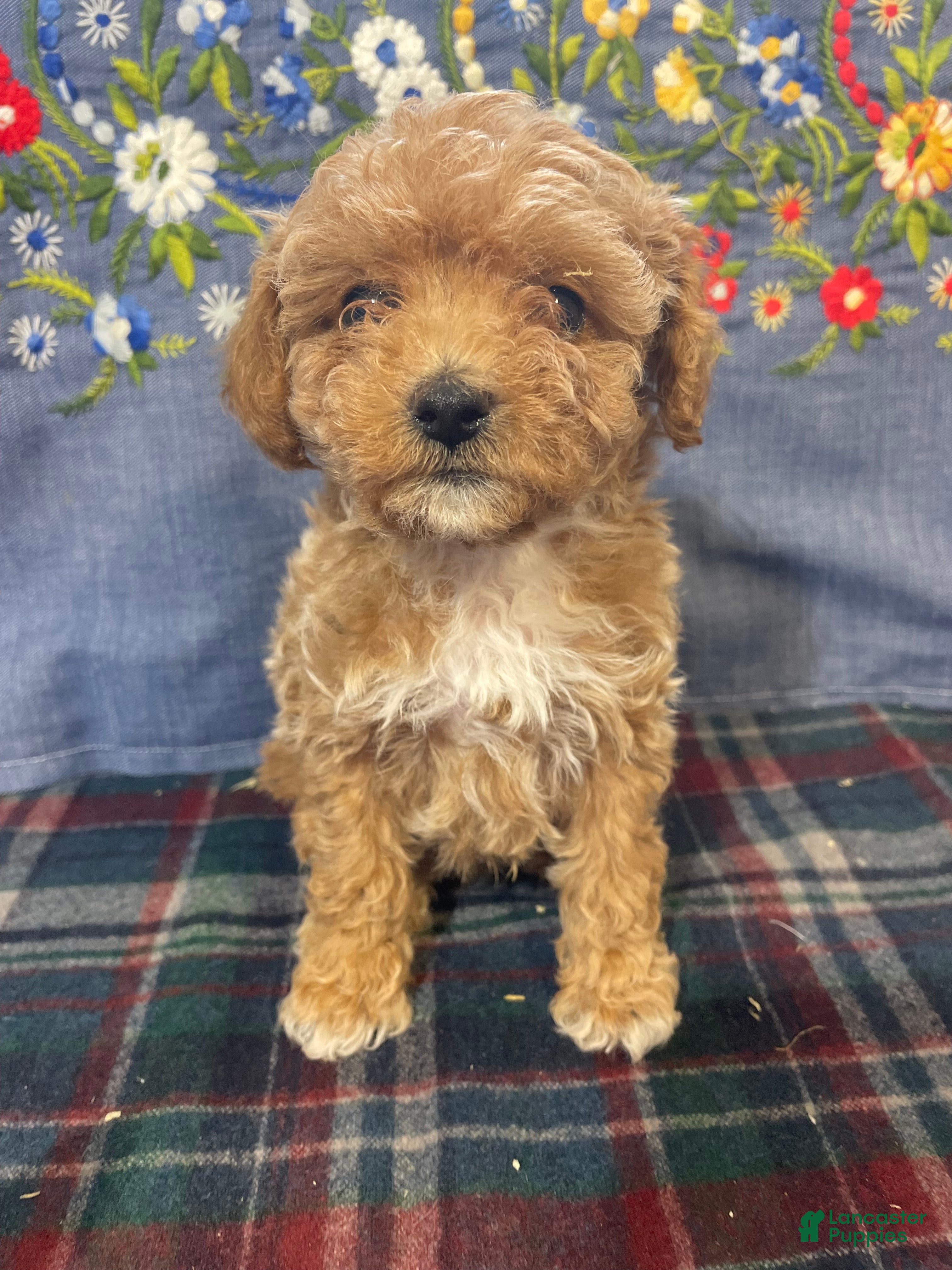 Toy Poodle dogs Romeo - Ad 1