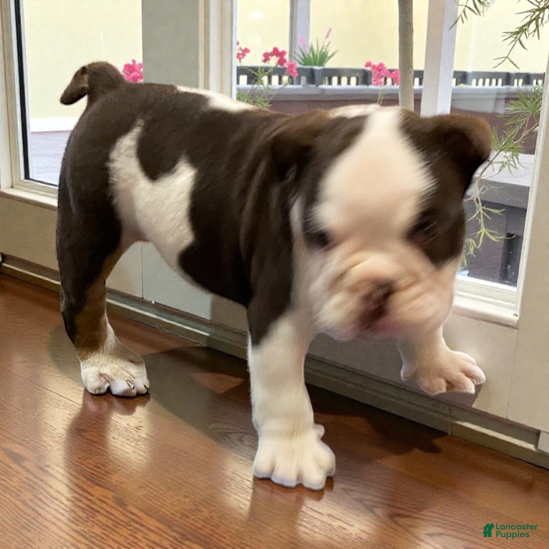 English Bulldog dogs for sale: Ash - Ad 4