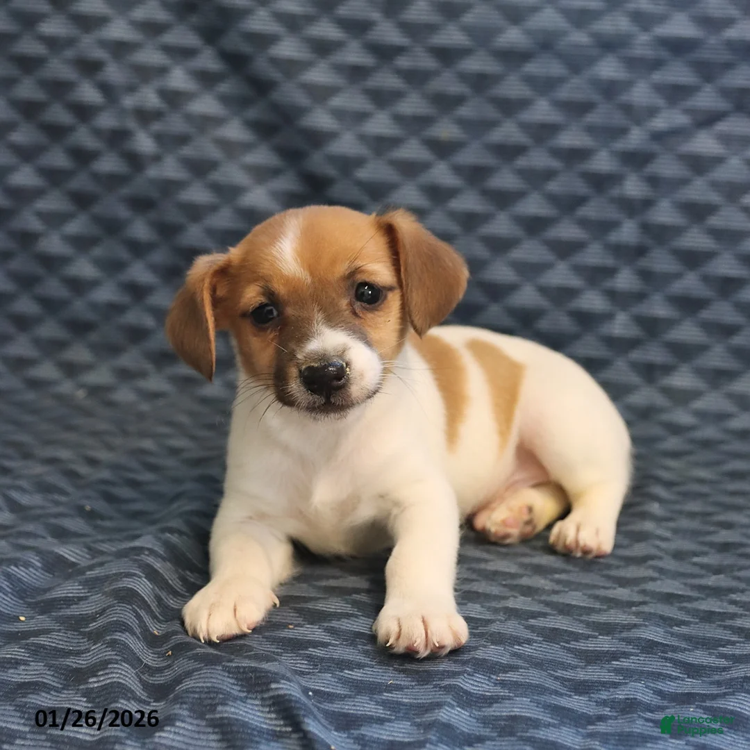 Jack Russell Terrier dogs for sale: Kevin - Ad 2