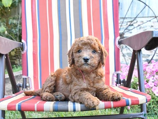 Labradoodle dogs - Ad 11