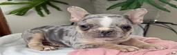 French Bulldog dogs for sale: Willow - Ad 2