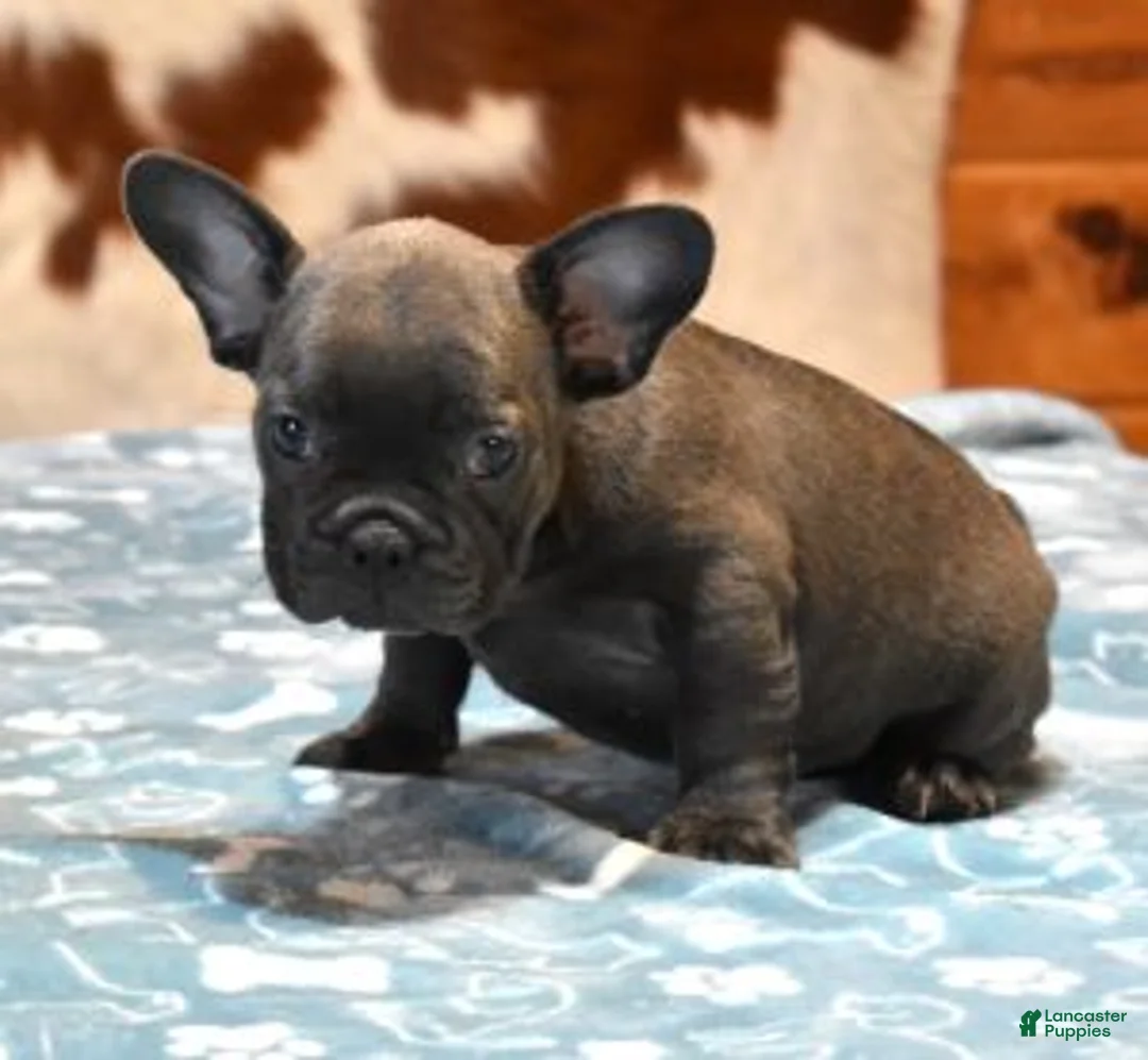 French Bulldog dogs for sale: CHIEF - BLUE (GRAY) - Ad 2