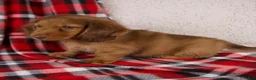Dachshund dogs for sale: Evan - Ad 7
