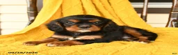 Cavalier King Charles Spaniel dogs for sale: Potato  - Ad 3