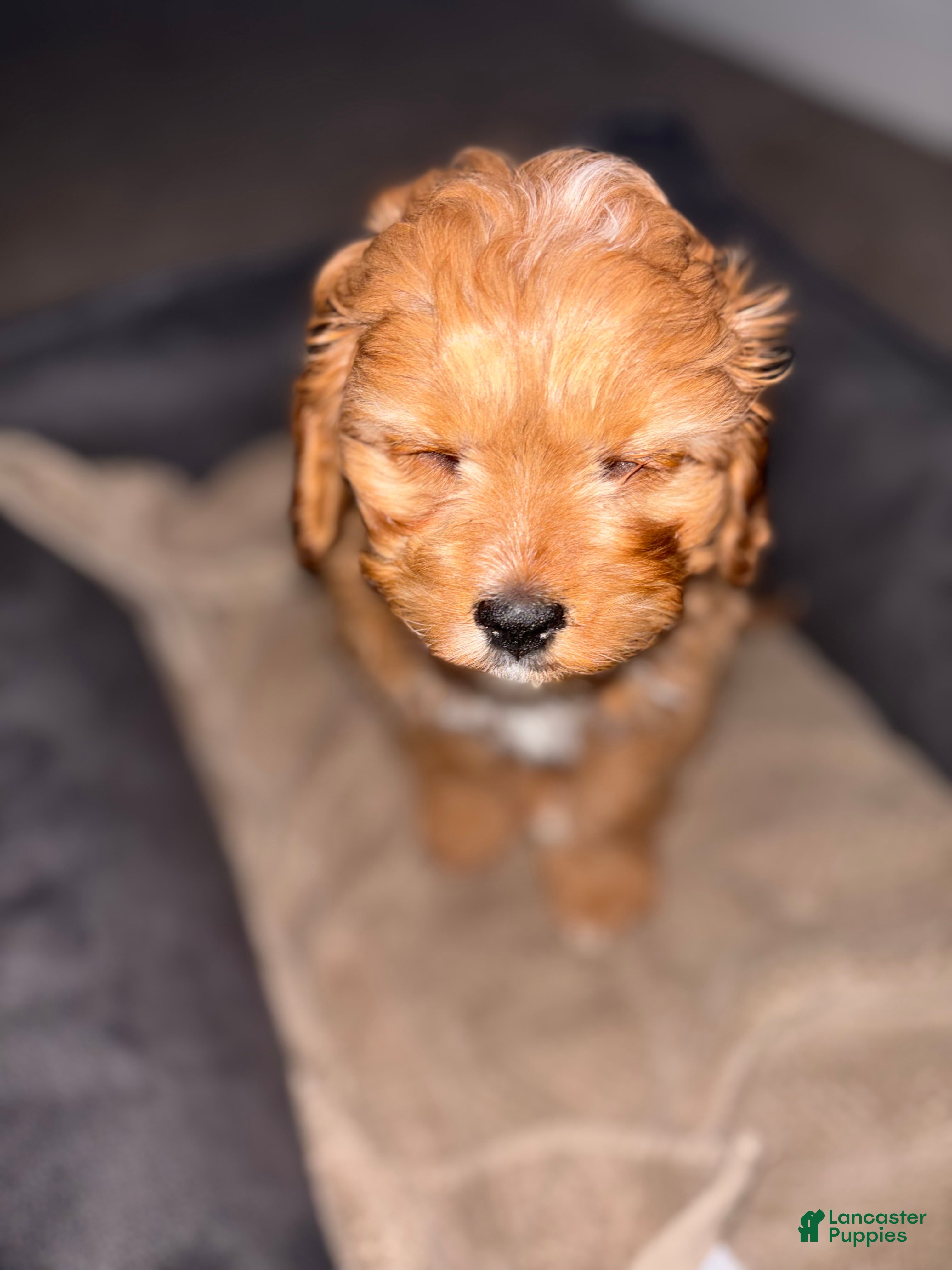 Cavapoo dogs for sale: Cavapoo Puppy 2 - Ad 4