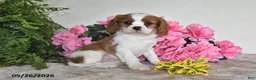 Cavalier King Charles Spaniel dogs for sale: Banjo - Ad 4