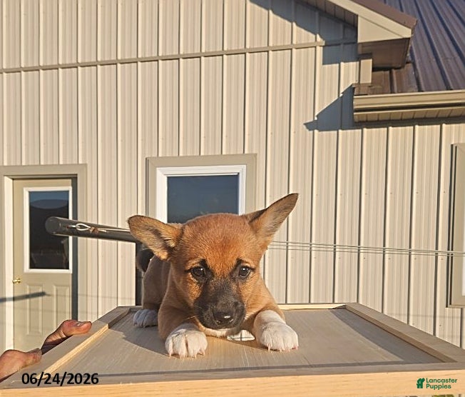 Mixed Breed dogs Joy - Ad 20