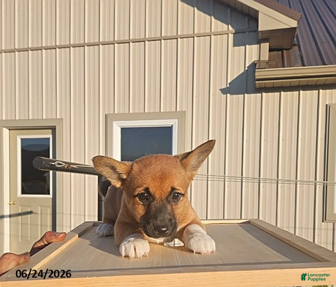 Mixed Breed dogs for sale: Joy - Ad 1