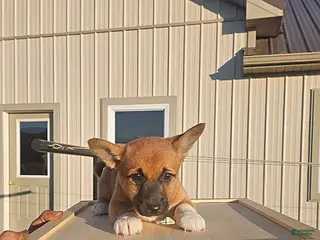 Mixed Breed dogs Joy - Ad 20
