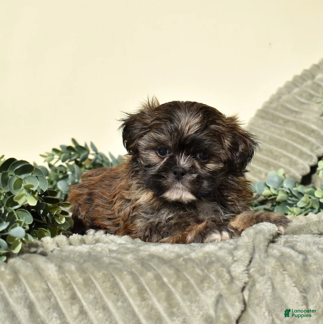 Shih Tzu dogs for sale: Bently - Ad 5