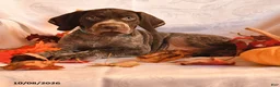 German Shorthaired Pointer dogs for sale: Able - Ad 2