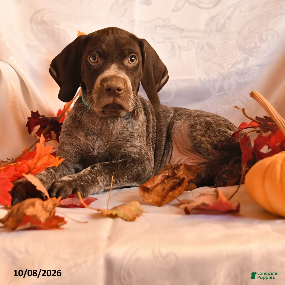 German Shorthaired Pointer dogs for sale: Able - Ad 2