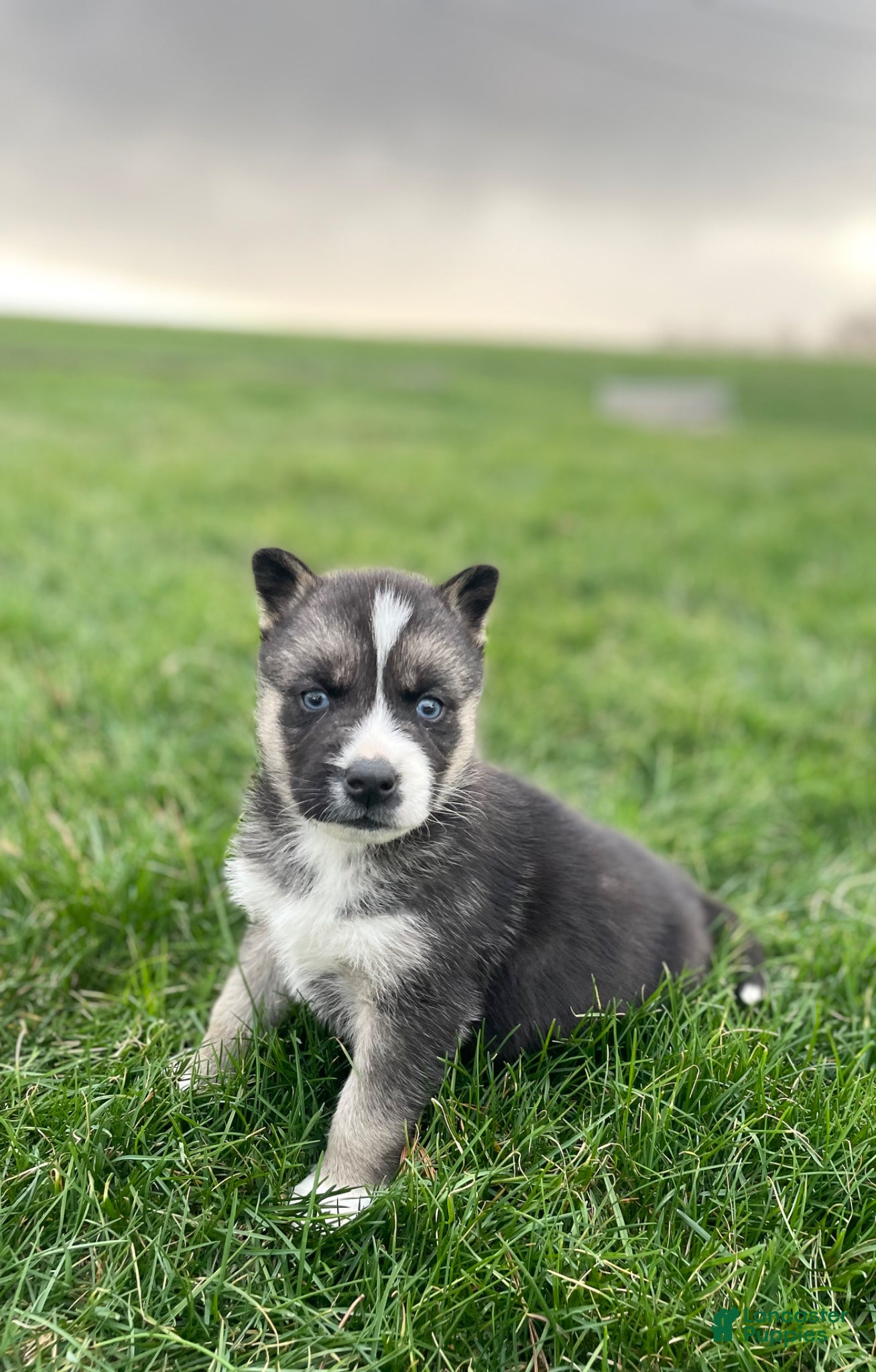 Gerberian Shepsky dogs Finn - Ad 1