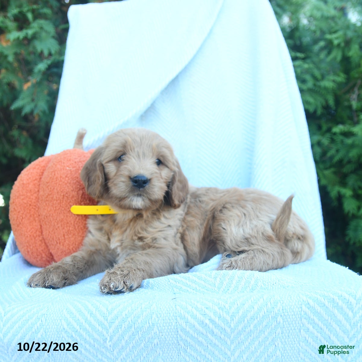 Goldendoodle dogs for sale: Windy  - Ad 3