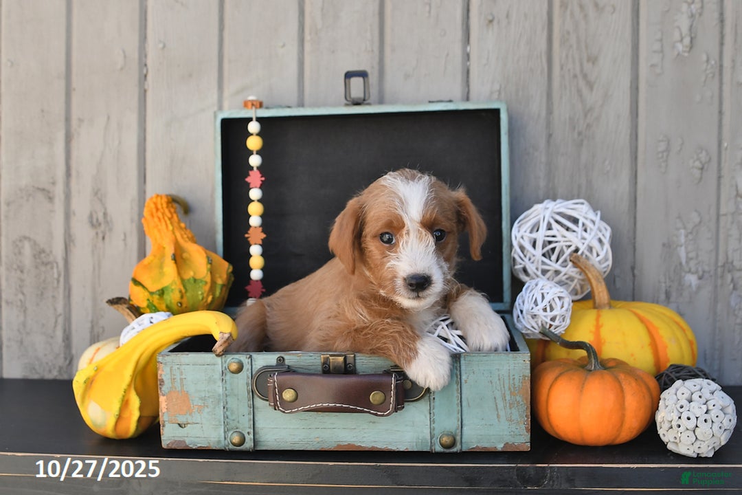 Mixed Breed dogs for sale: Terry - Ad 3