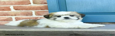 Scout