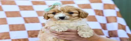 Cavapoo dogs for sale: Bert - Ad 3