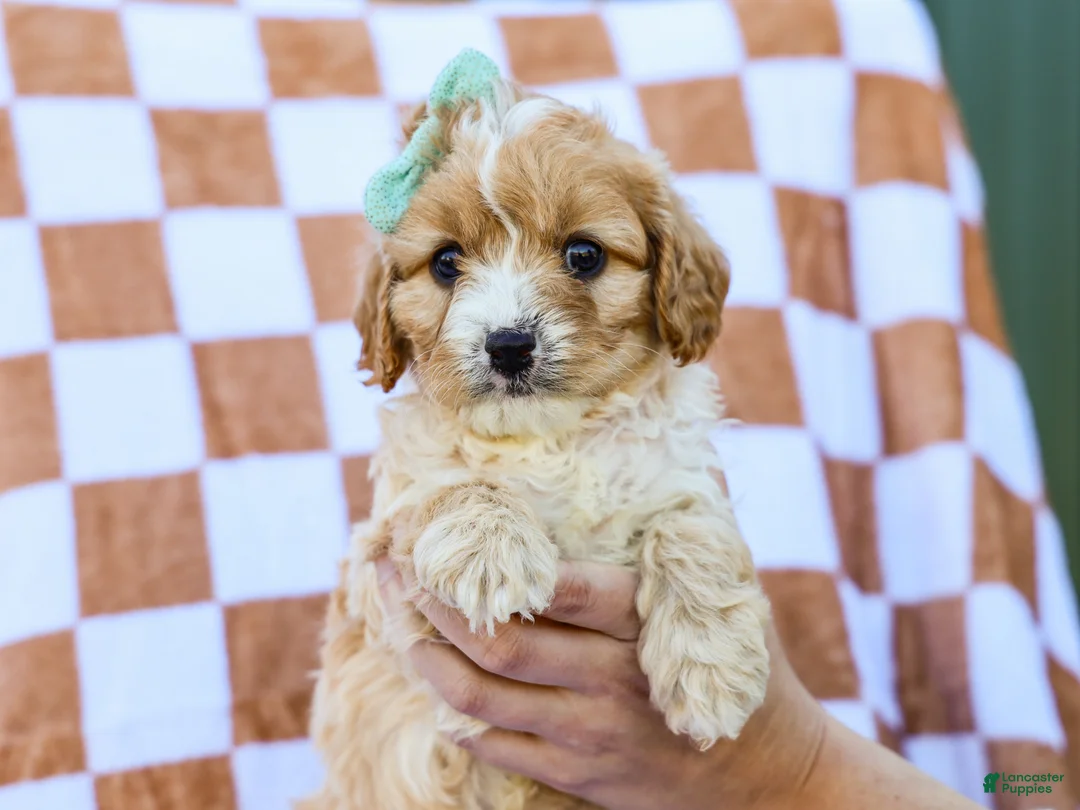 Cavapoo dogs for sale: Bert - Ad 3