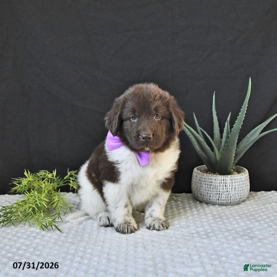 Newfoundland dogs Maybelle - Ad 2
