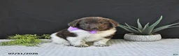 Newfoundland dogs for sale: Maybelle - Ad 2
