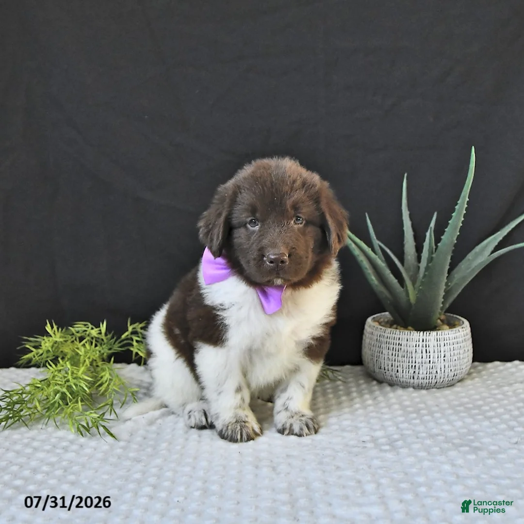 Newfoundland dogs for sale: Maybelle - Ad 2