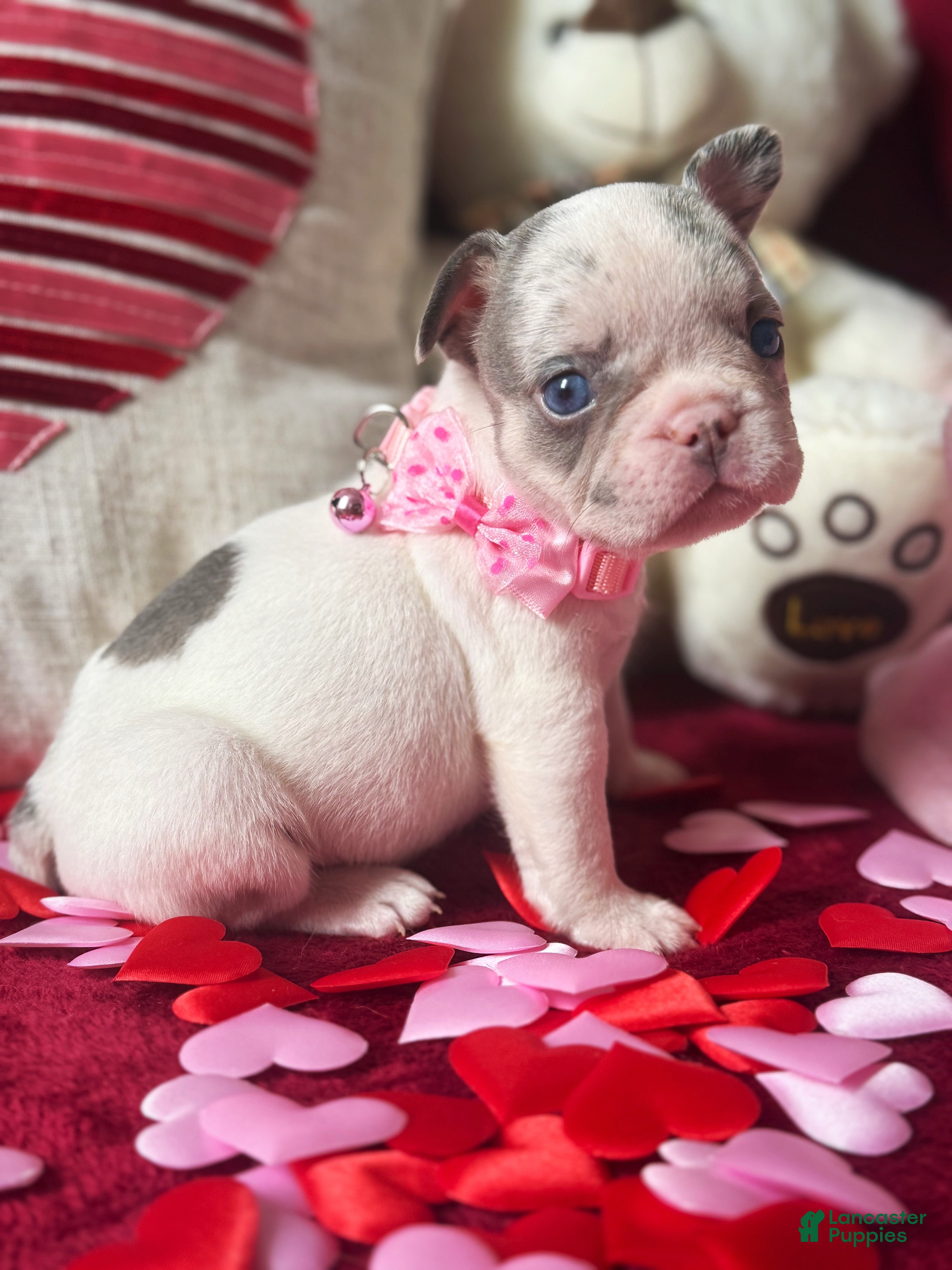 French Bulldog dogs French Bulldog Puppy 6 - Ad 1
