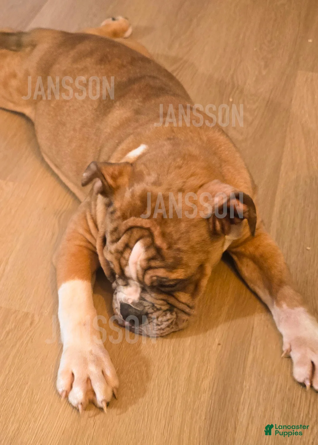 Olde English Bulldogge dogs for sale: Olde English Bulldogge Puppy Bob - Ad 2