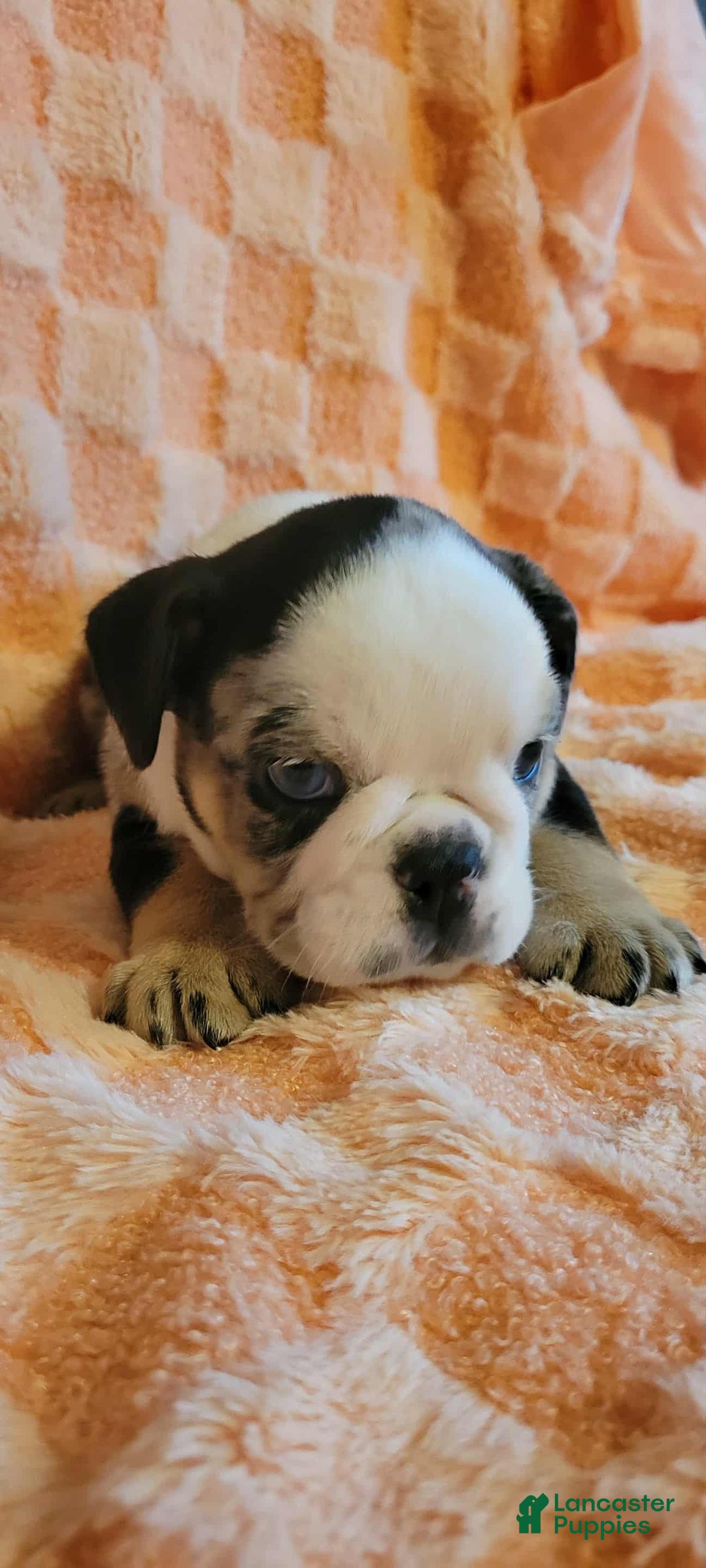 English Bulldog dogs for sale: English Bulldog Shadow - Ad 2