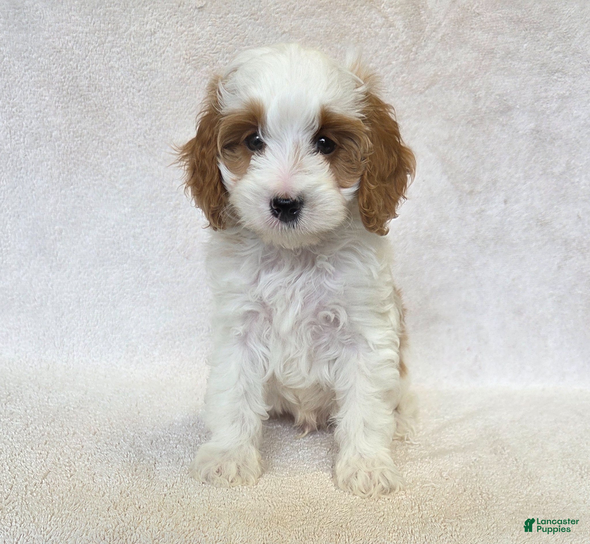 Cavapoo dogs Marshmallow - Ad 2