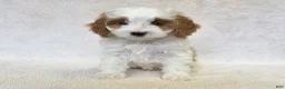 Cavapoo dogs for sale: Marshmallow - Ad 2