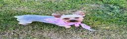 Yorkshire Terrier dogs for sale: Yorkshire Terrier 3 - Ad 5