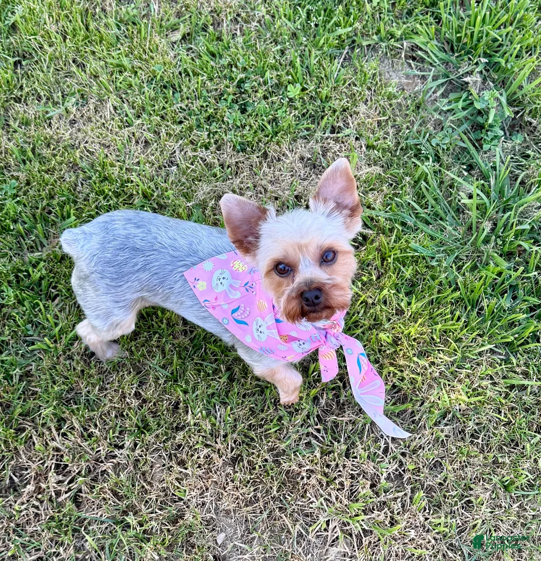 Yorkshire Terrier dogs for sale: Yorkshire Terrier 3 - Ad 5