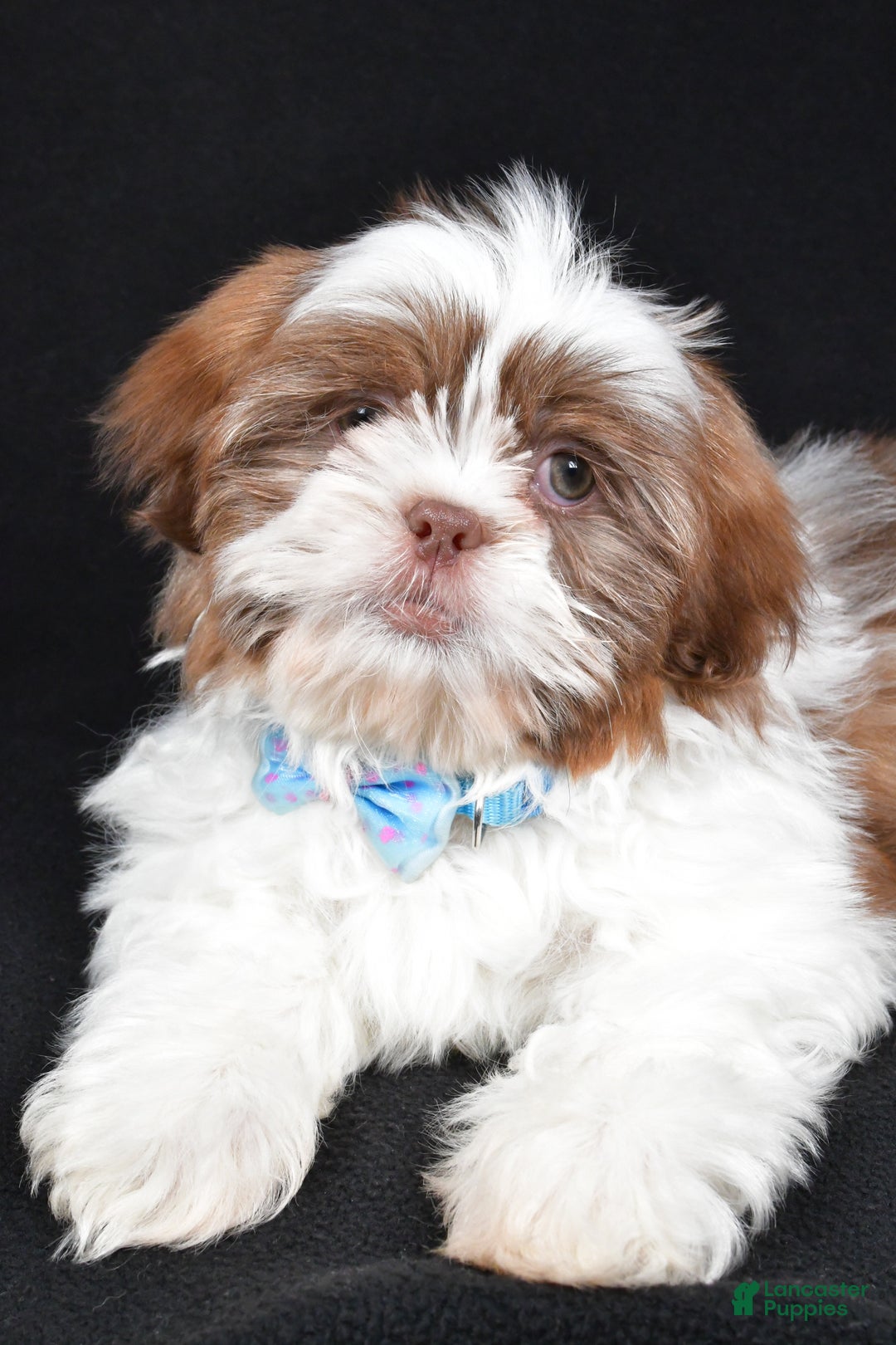 Shih Tzu dogs for sale: Frank - Ad 5