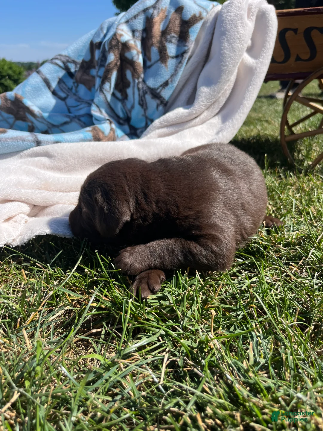 Labrador Retriever dogs for sale: Tammy❤️AKC Hip Cert - Ad 2