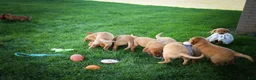 Labrador Retriever dogs for sale: NATHAN - Ad 15