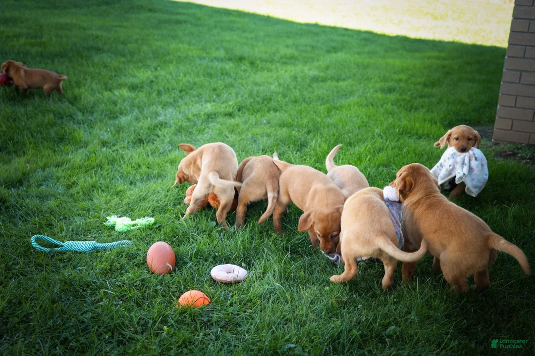Labrador Retriever dogs for sale: NATHAN - Ad 15