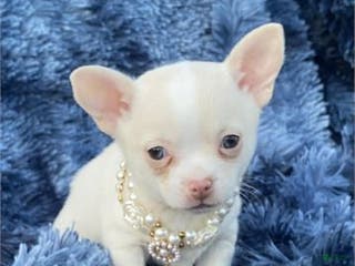 Chihuahua dogs Chihuahua Puppy 2 - Ad 16