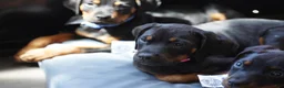 Rottweiler dogs for sale: Amiri - Ad 2