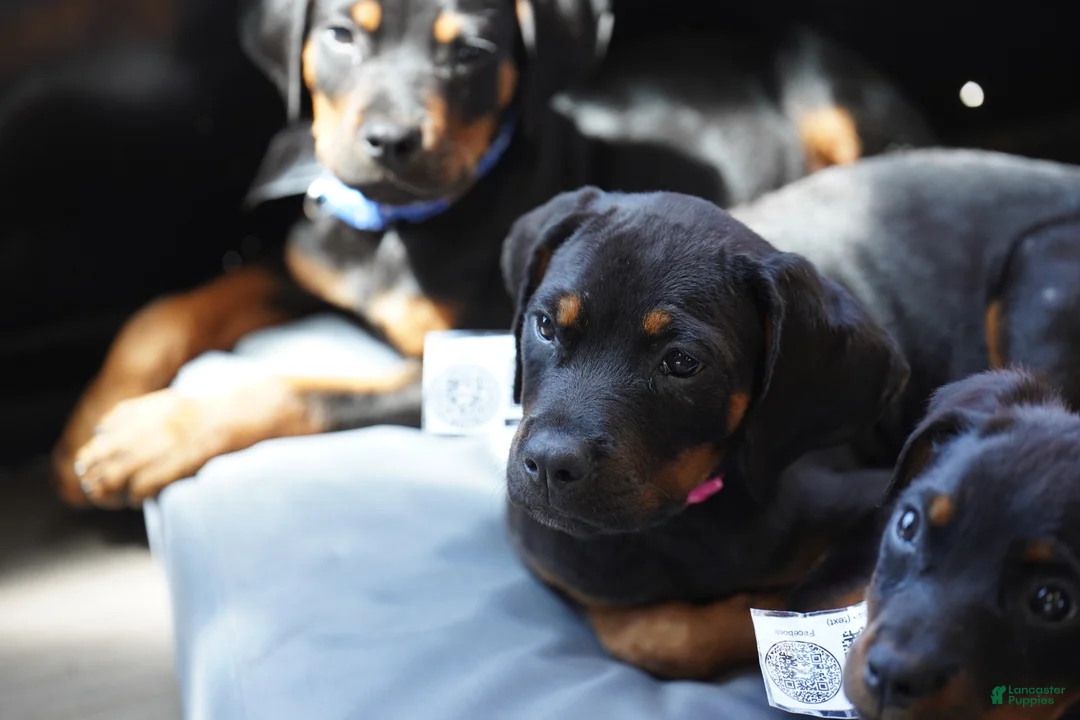 Rottweiler dogs for sale: Amiri - Ad 2