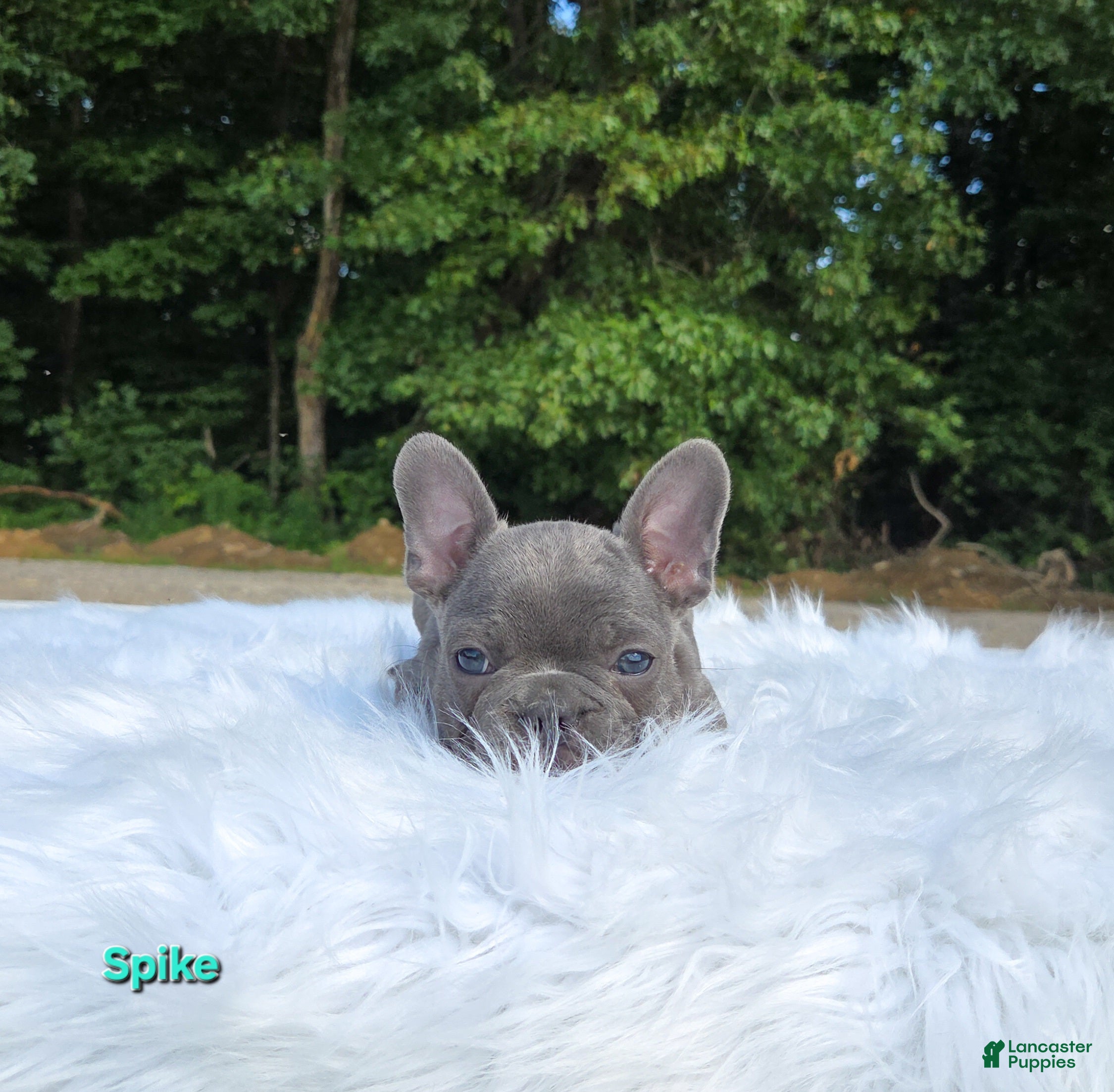 Frenchton dogs Spike - Ad 1