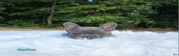 Frenchton dogs for sale: Spike - Ad 1