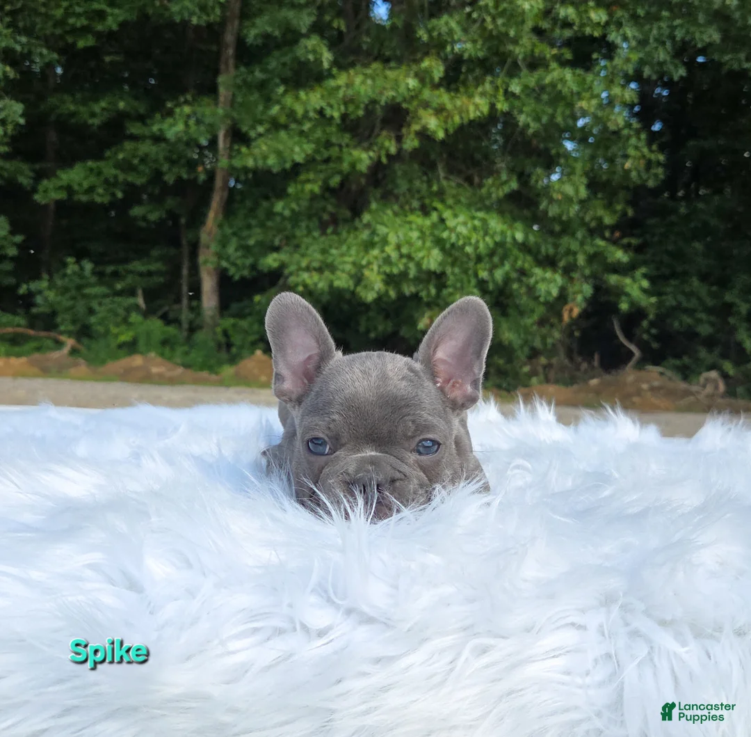 Frenchton dogs for sale: Spike - Ad 1