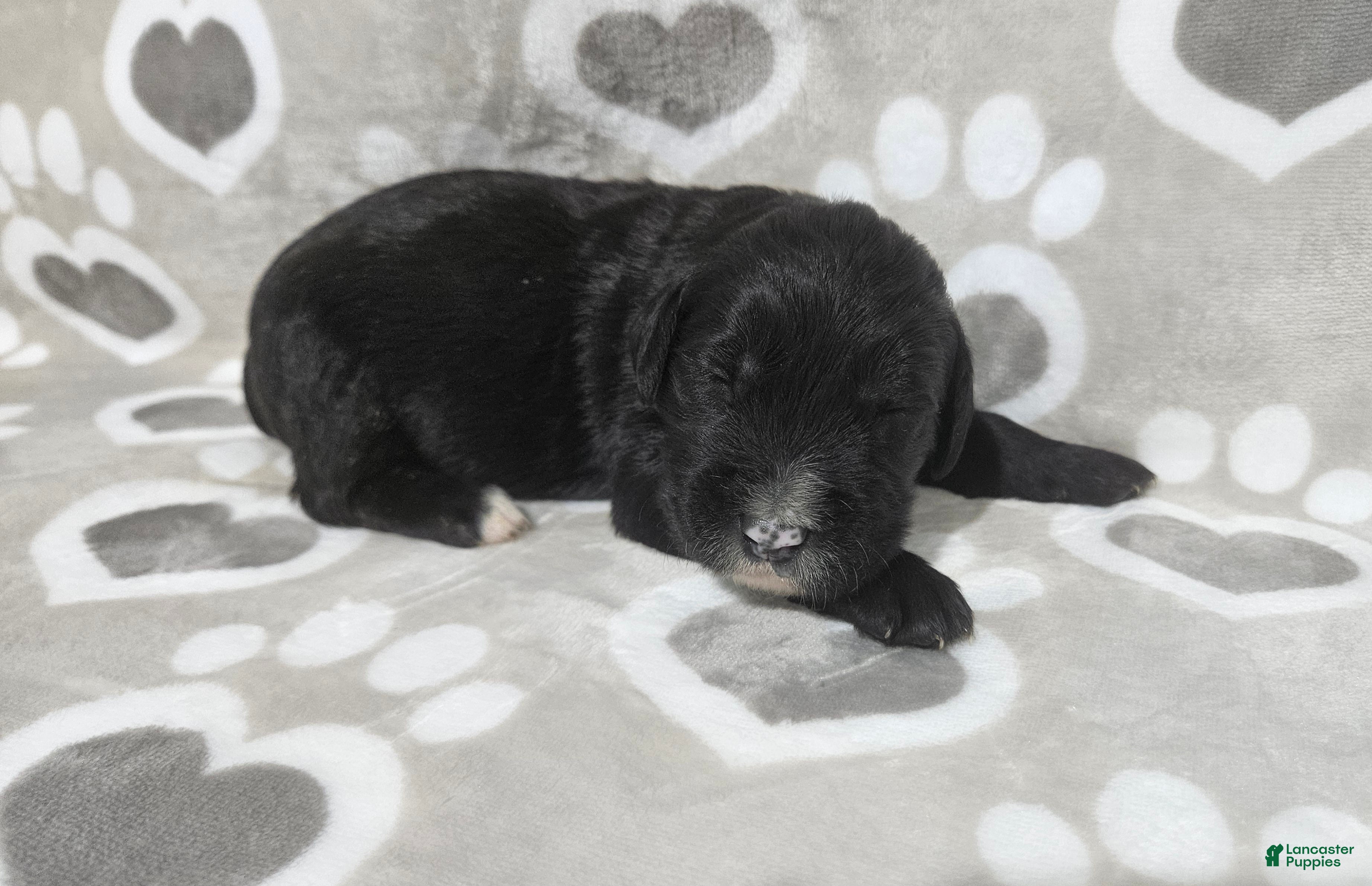 Goldendoodle dogs F1 Squash - Ad 32