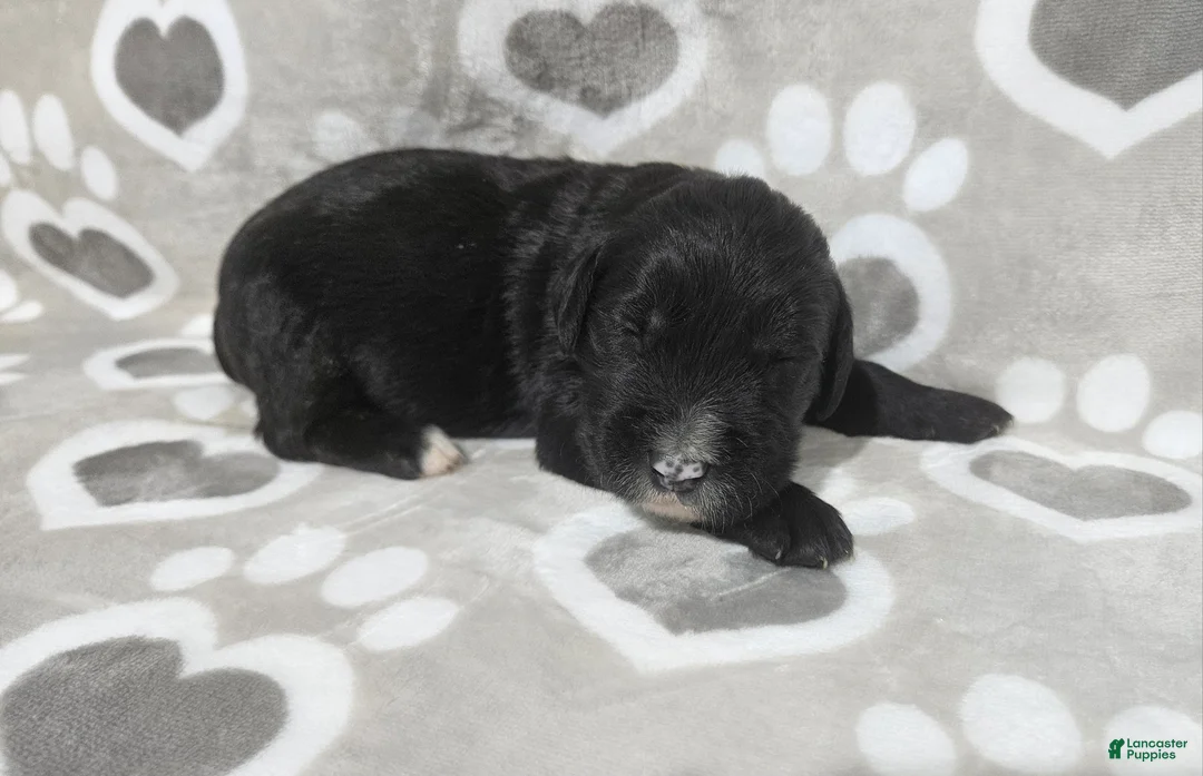 Goldendoodle dogs for sale: F1 Squash - Ad 1
