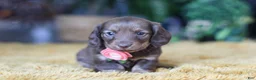 Miniature Dachshund dogs for sale: Bagel - Ad 2