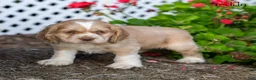 Cocker Spaniel dogs for sale: Teddy - Ad 2
