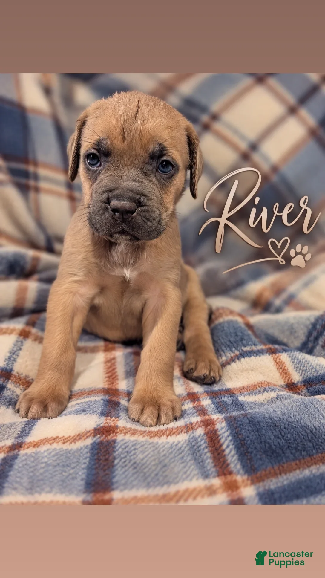 Cane Corso dogs River - Ad 5