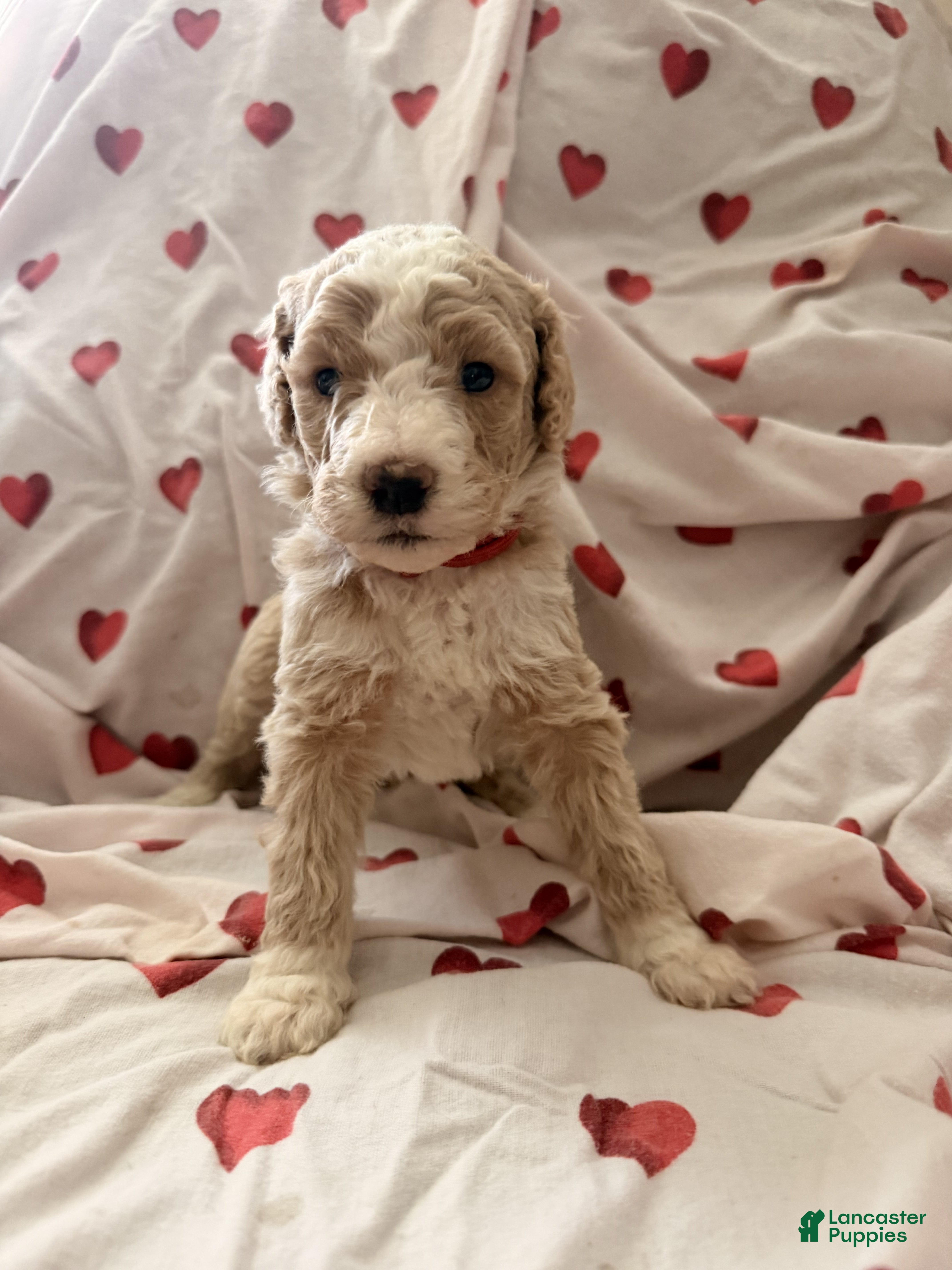 Bernedoodle dogs Connor  - Ad 1