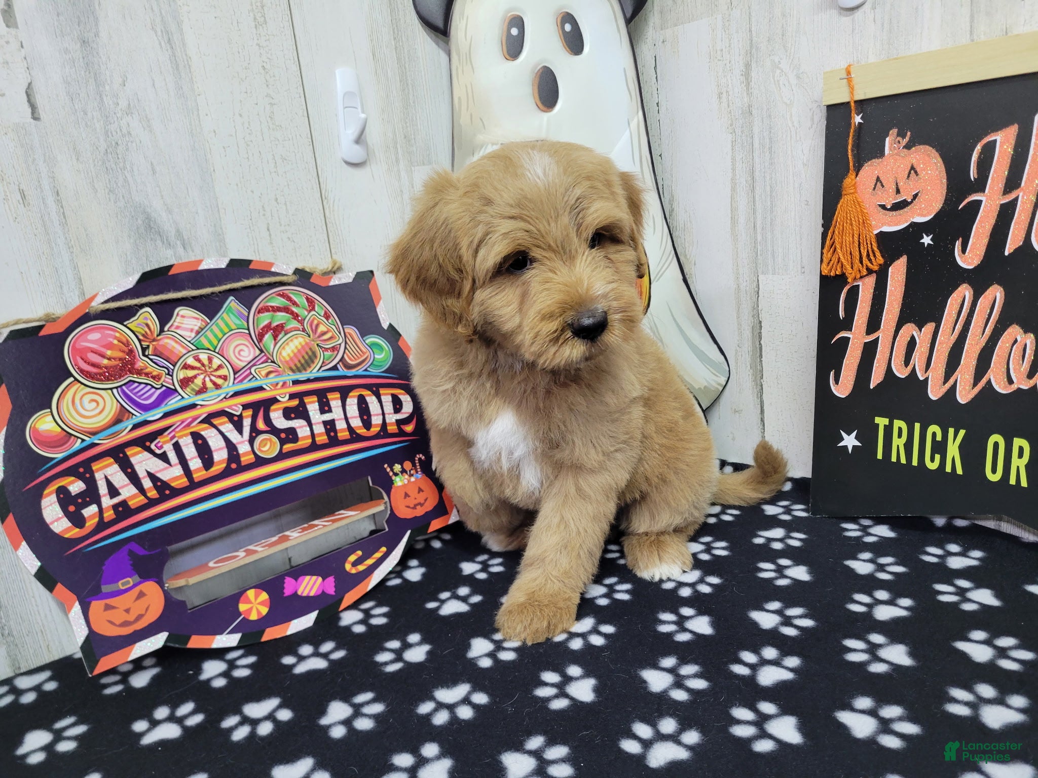Mini Bernedoodle dogs for sale: F1b Dean - Ad 3