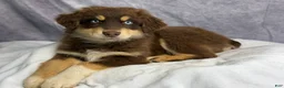 Australian Shepherd dogs for sale: Australian Shepherd Teddy Bear - Ad 15